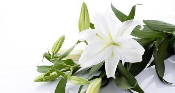 百合花的寓意与象征（揭秘百合花的美丽与内涵）