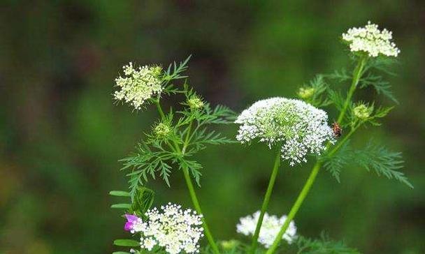 虎尾草花语的美丽传说(探索虎尾草背后的深意与神秘) 虎尾草花语的美丽传说(探索虎尾草背后的深意与神秘)