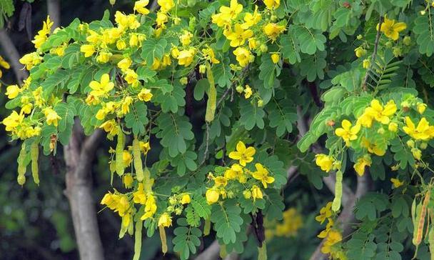 虎尾草花语的美丽传说(探索虎尾草背后的深意与神秘) 虎尾草花语的美丽传说(探索虎尾草背后的深意与神秘)