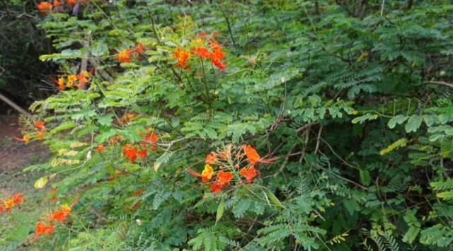 虎尾草花语的美丽传说(探索虎尾草背后的深意与神秘) 虎尾草花语的美丽传说(探索虎尾草背后的深意与神秘)