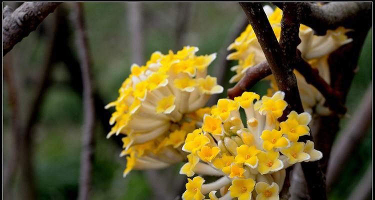 以结香花的寓意和风水(传承千年的文化之花与家居风水) 以结香花的寓意和风水(传承千年的文化之花与家居风水)