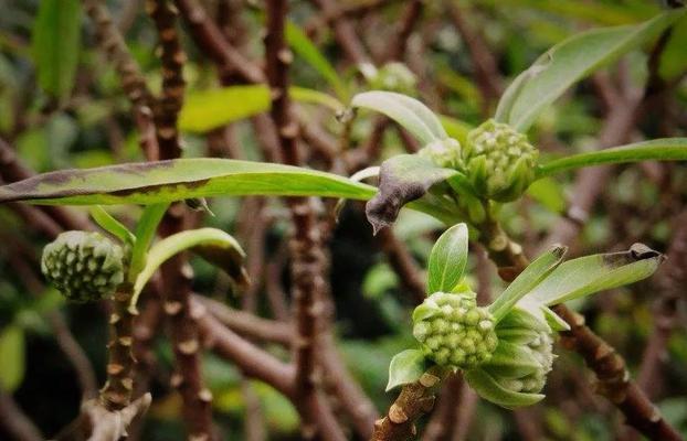 以结香花的寓意和风水(传承千年的文化之花与家居风水) 以结香花的寓意和风水(传承千年的文化之花与家居风水)