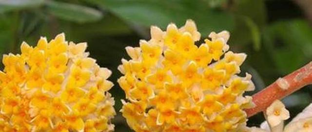 以结香花的寓意和风水(传承千年的文化之花与家居风水) 以结香花的寓意和风水(传承千年的文化之花与家居风水)