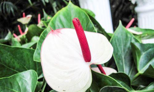 火鹤花（傲立风霜）