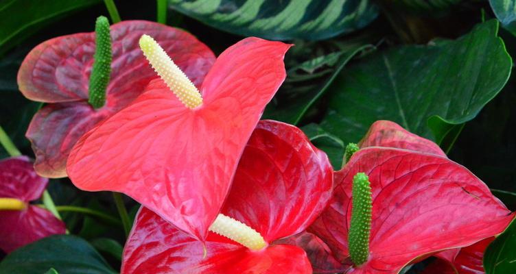 火鹤花（傲立风霜）