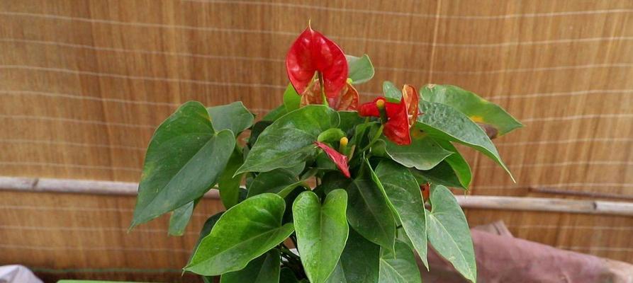 火鹤花（傲立风霜）