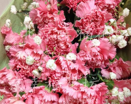 康乃馨的含义与象征——鲜花中的感恩和爱意（通过几朵康乃馨来解读真情的语言）