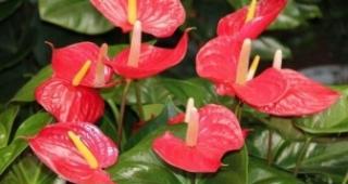 红掌花语（红掌花语的内涵与象征意义）