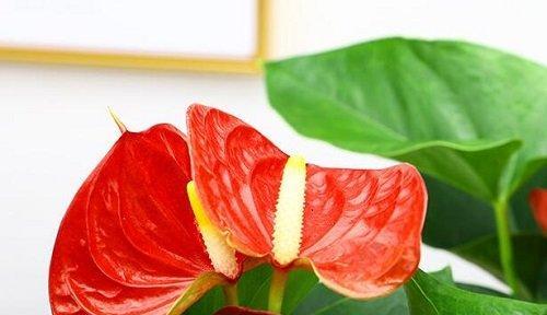 红掌花语（红掌花语的内涵与象征意义）