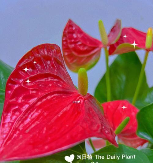 红掌花语（红掌花语的内涵与象征意义）