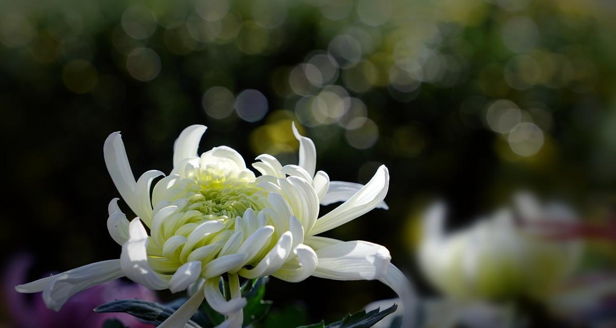 白菊花的象征意义与文化价值（一朵娇美的白菊花）