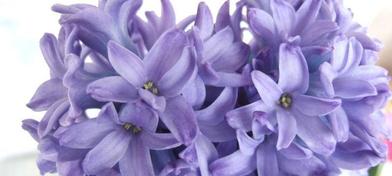 风信子的花语与寓意（揭开风信子花开的秘密）