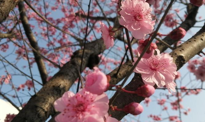 日本早樱的花语和寓意（揭开日本早樱背后的神秘花语和美好寓意）