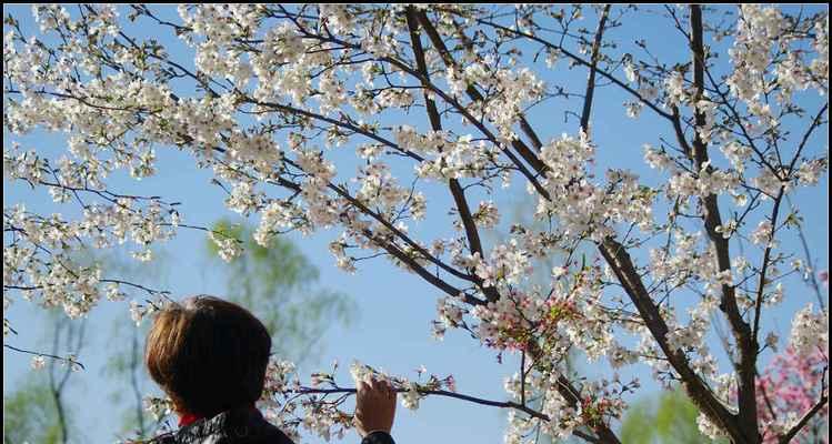 日本早樱的花语和寓意（揭开日本早樱背后的神秘花语和美好寓意）