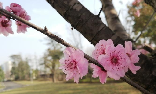 日本早樱的花语和寓意（揭开日本早樱背后的神秘花语和美好寓意）