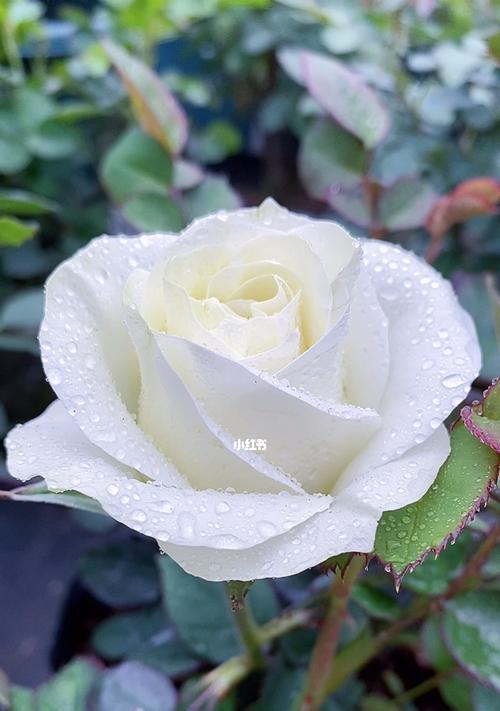 白玫瑰的深刻含义（探究白玫瑰所代表的纯洁和无私）