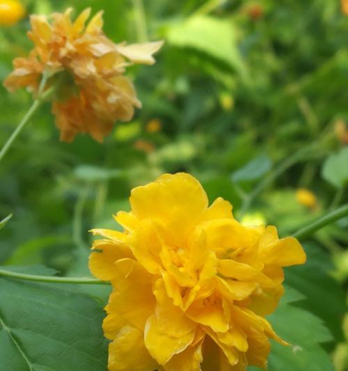 棣棠花(美丽而神秘的花语和传说/棣棠花) 棣棠花(美丽而神秘的花语和传说/棣棠花)