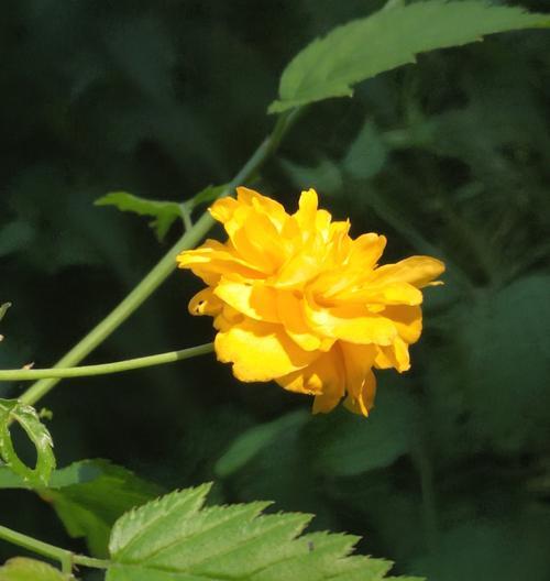 棣棠花(美丽而神秘的花语和传说/棣棠花) 棣棠花(美丽而神秘的花语和传说/棣棠花)