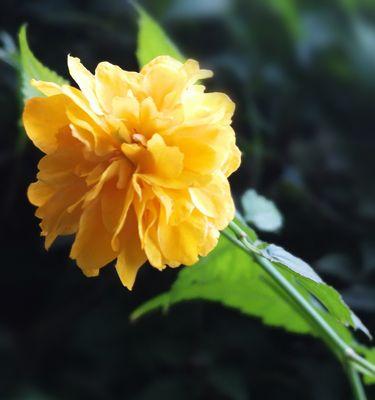 棣棠花(美丽而神秘的花语和传说/棣棠花) 棣棠花(美丽而神秘的花语和传说/棣棠花)