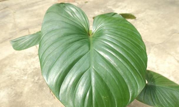 顽强生生不息的植物世界（探索植物的坚韧与生命力）