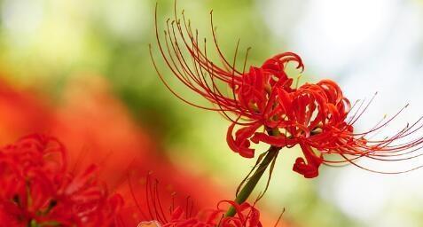 曼陀罗华花语——神秘与魅力的象征（揭秘曼陀罗华的深层含义）