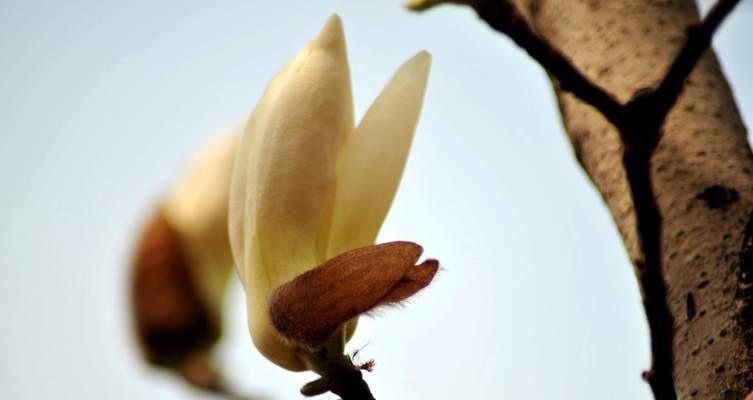 玉兰花的象征意义和寓意（探索玉兰花背后的深层意义）