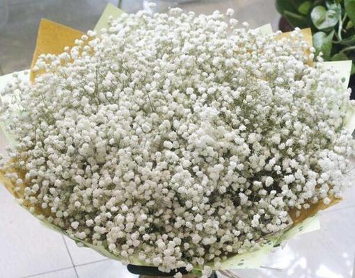 满天星的花语与象征意义（用满天星寄托真挚情感）