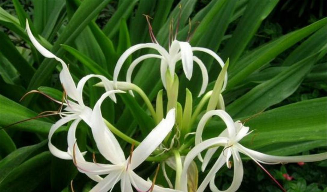 文殊兰花（解读文殊兰花的花语与寓意）