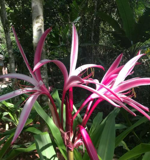 文殊兰花（解读文殊兰花的花语与寓意）