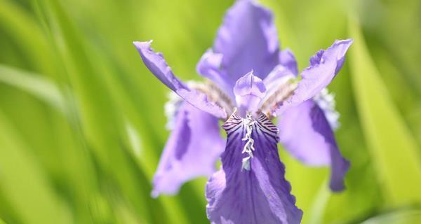 揭示鸢尾花的神秘花语之谜（解读鸢尾花的花语）