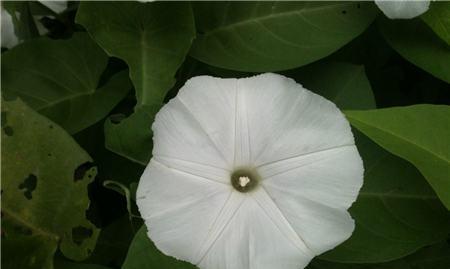 月光花的花语——寓意与传承（一朵含情的花）