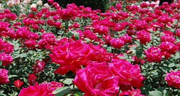 月季花的花语与寓意（探索花朵背后的深意）