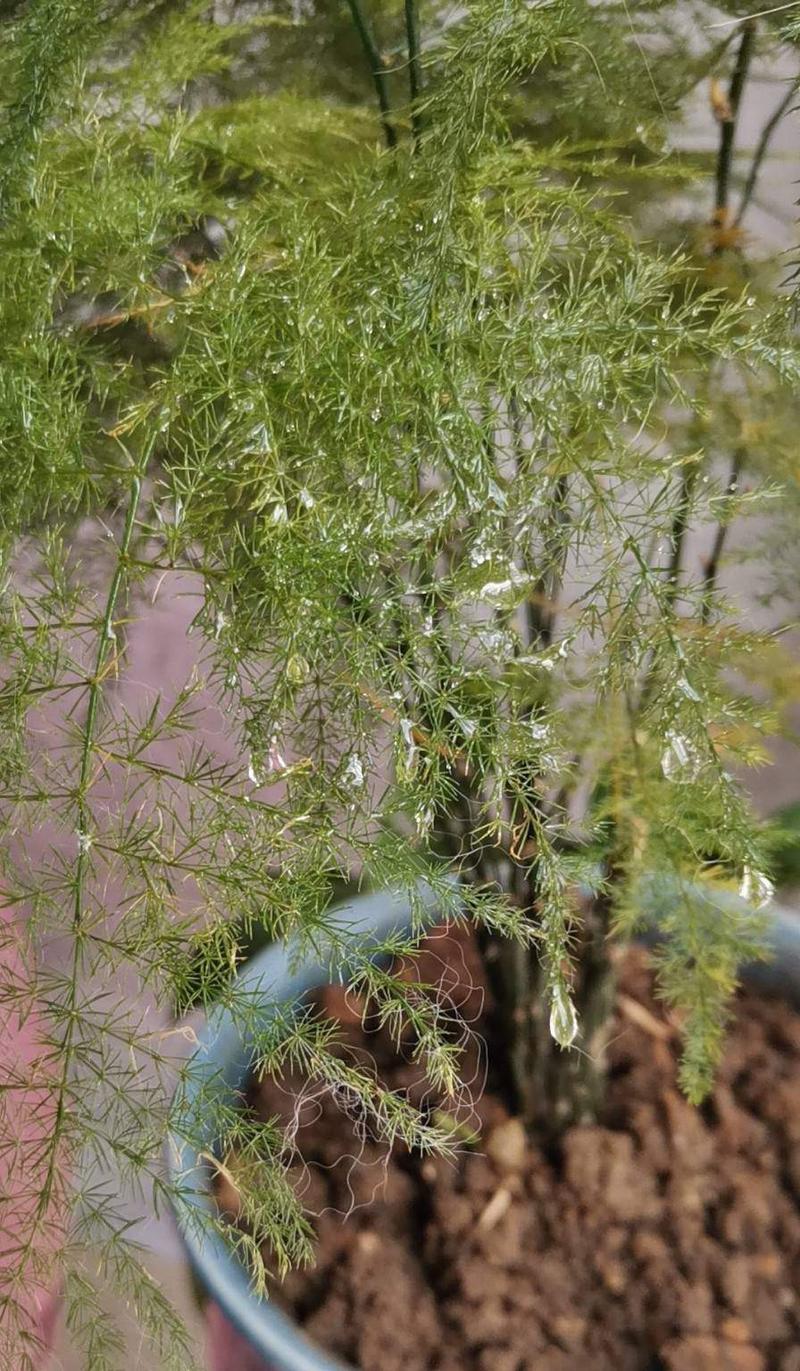 文竹开花预示着什么（解读文竹开花的寓意与象征）