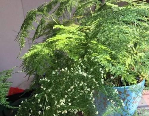 文竹开花预示着什么（解读文竹开花的寓意与象征）