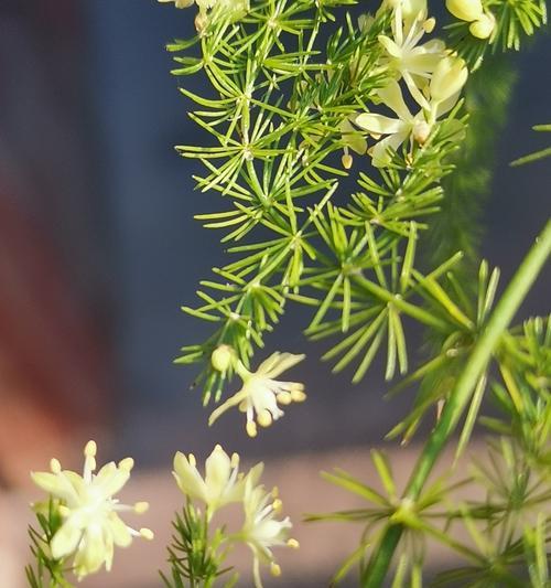 文竹开花预示着什么（解读文竹开花的寓意与象征）