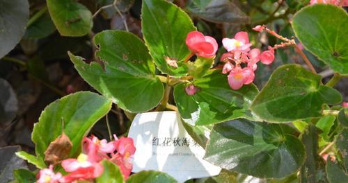 海棠花与爱情的含义（浪漫）