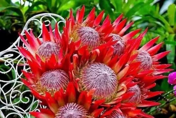 帝王花的花语与魅力（探索帝王花的独特意义与美丽）