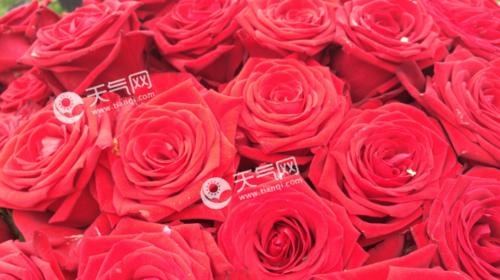 18朵玫瑰的花语（浪漫爱情的象征——18朵玫瑰）