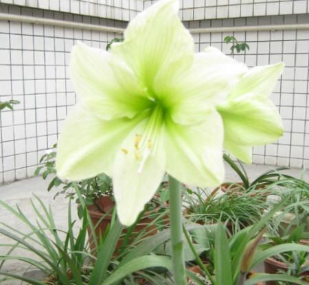 月光花的花语与文化意蕴（探寻月光花的浪漫和寓意）