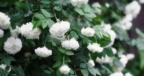 月光花的花语与文化意蕴（探寻月光花的浪漫和寓意）