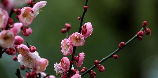 梅花的象征意义（追寻自我）