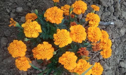万寿菊花语及其意义（传递寿命和坚韧的花朵）