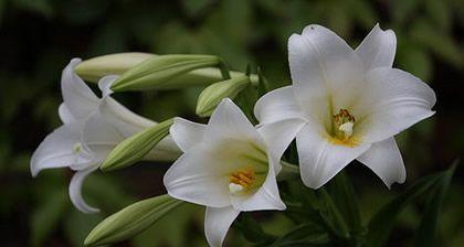 百合花语大全（花语大全）
