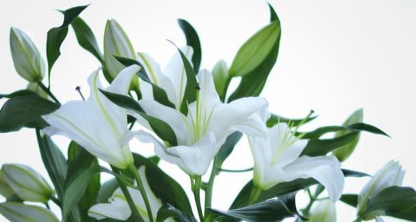 百合花语大全（花语大全）