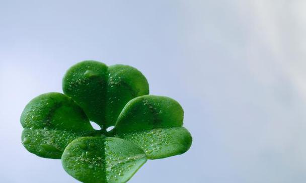 四叶草在爱情里的象征意义（幸运与永恒的爱的象征——四叶草）