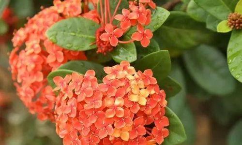 《仙丹花的花语和传说》（神秘美丽的花朵）