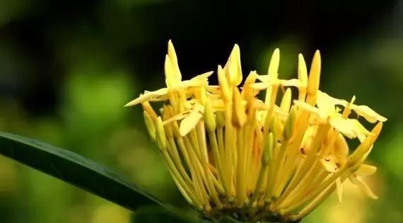 《仙丹花的花语和传说》（神秘美丽的花朵）