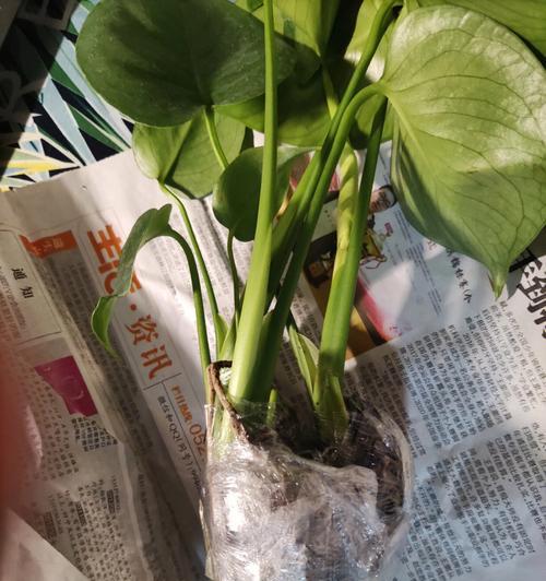 以龟背竹的寓意与人生启示（龟背竹生长奇观与成长智慧）