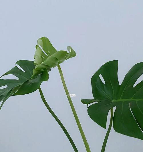 以龟背竹的寓意与人生启示(龟背竹生长奇观与成长智慧) 以龟背竹的寓意与人生启示(龟背竹生长奇观与成长智慧)
