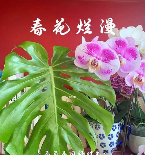 以龟背竹的寓意与人生启示(龟背竹生长奇观与成长智慧) 以龟背竹的寓意与人生启示(龟背竹生长奇观与成长智慧)